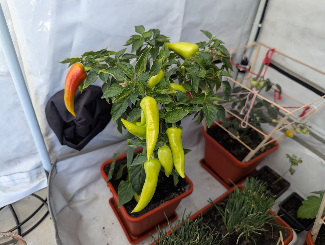 Frutos1